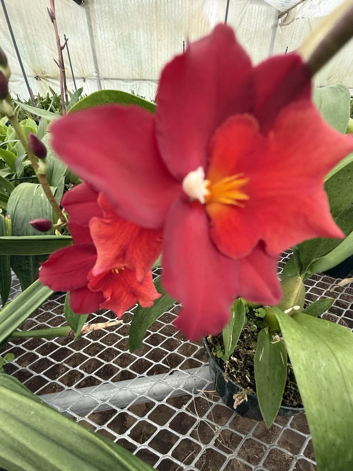 Mixed Orchid Bulbs 12 Pack, Surprise Variety, Indoor & Outdoor Garden, Pet-Friendly, Orchidaceae