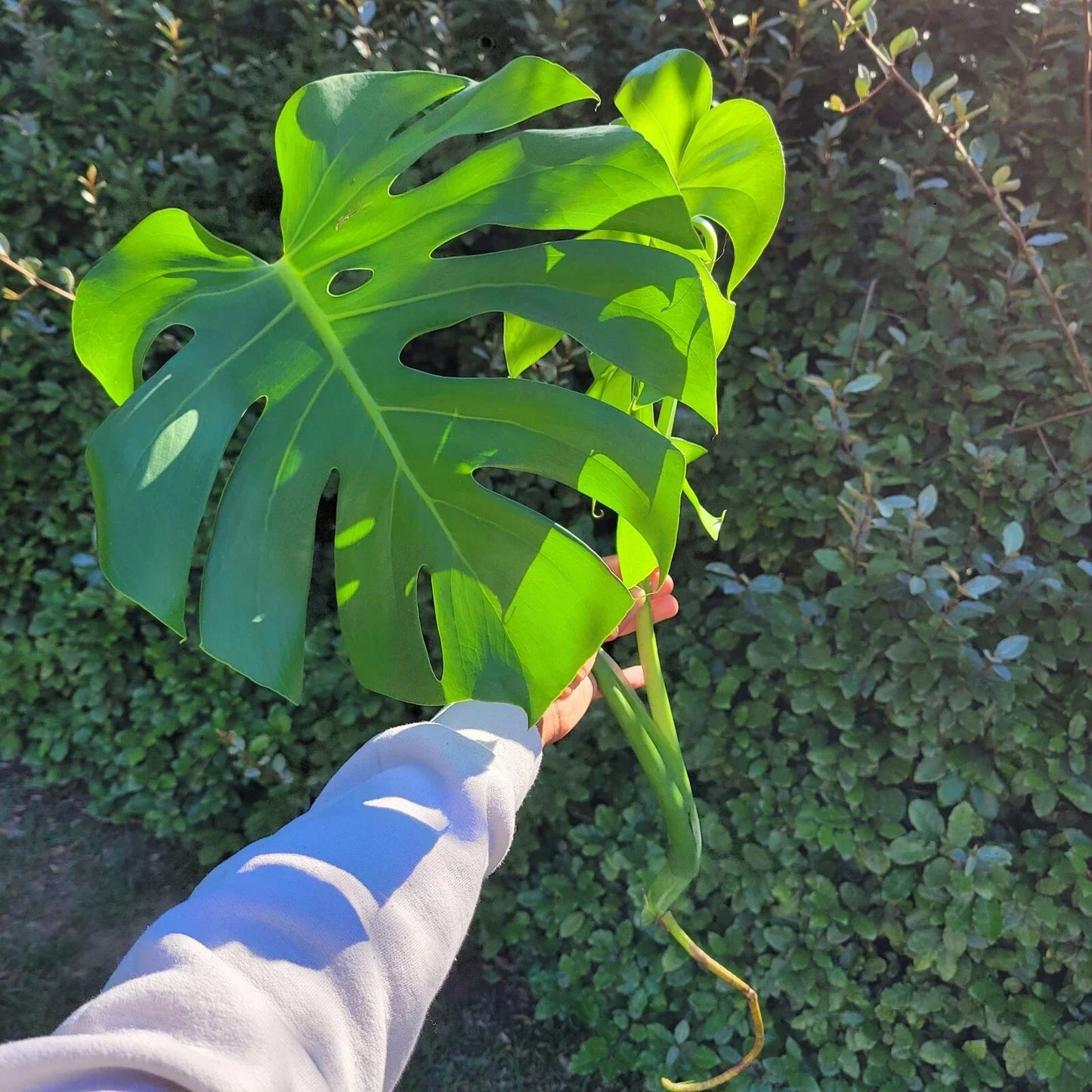Large Monstera Deliciosa Rooted Cutting - Tropical Swiss Cheese Plant for Indoor Decor