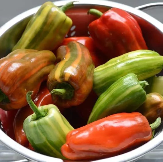 Candy Cane Red Cherry Pepper Seeds – Capsicum annuum – Striped Red and Cream, Compact Plant, 10 Seeds for Planting