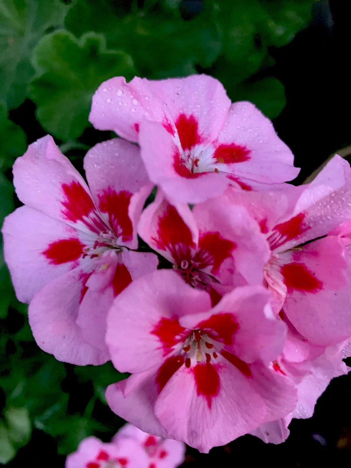 Geranium Live Plant - Baby Pink with Bright Red Center, 8 Inches Tall, Perennial Pelargonium