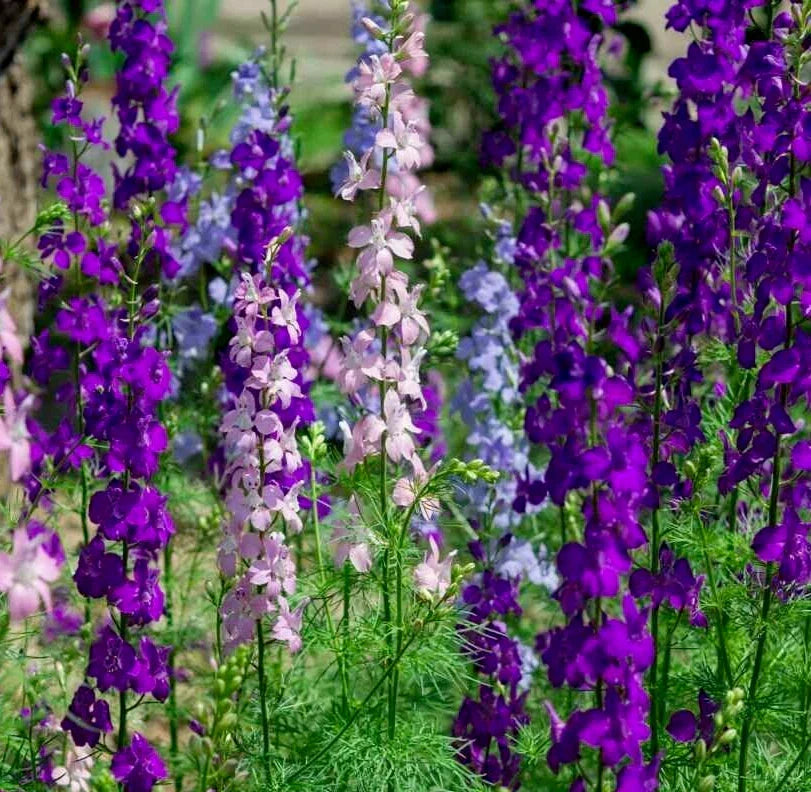 Larkspur Seeds 200+ Rocket Mix Purple White Annual Flower Delphinium ajacis