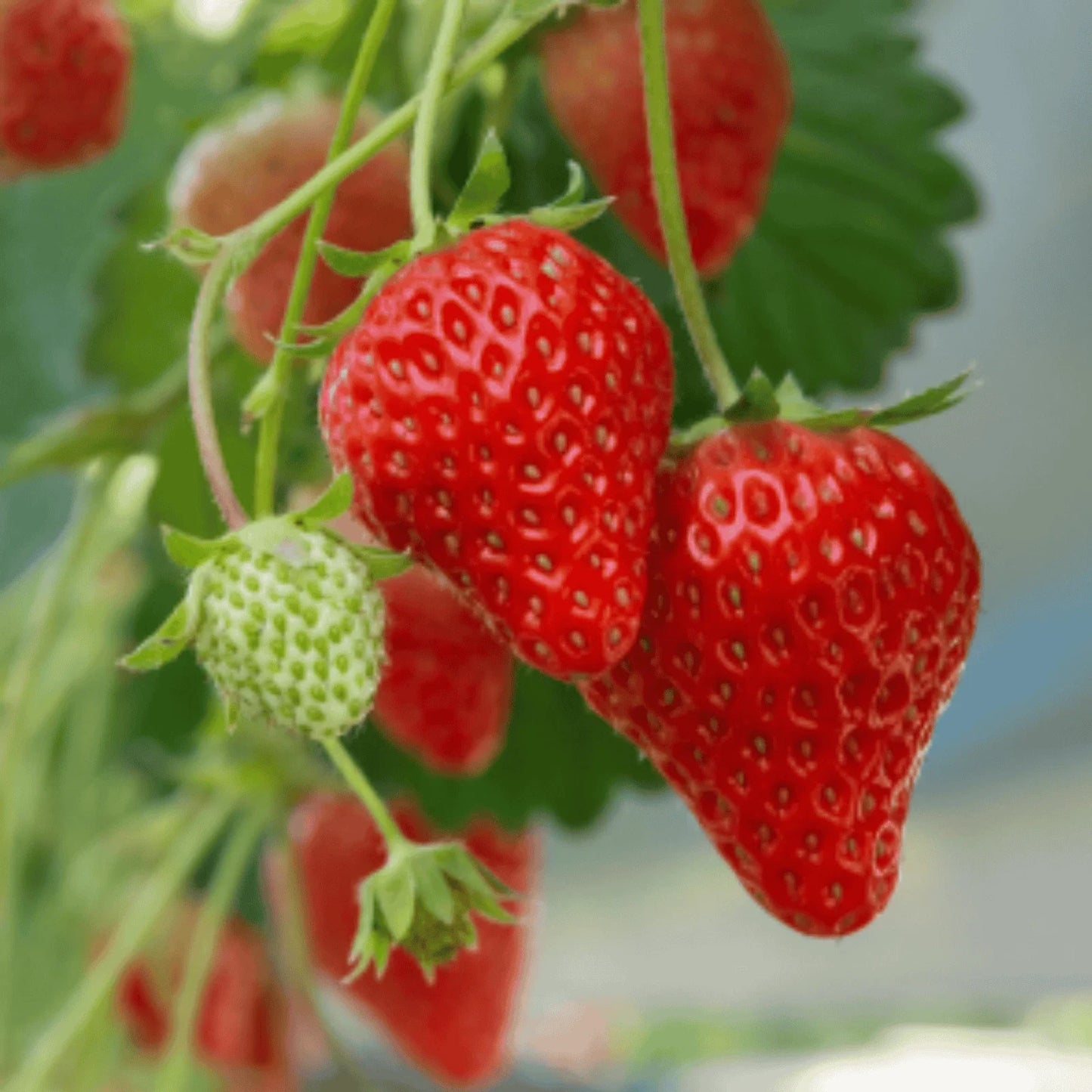Earliglow Strawberry Roots – Bare Root June-Bearing Fragaria × ananassa for Early Season Harvest