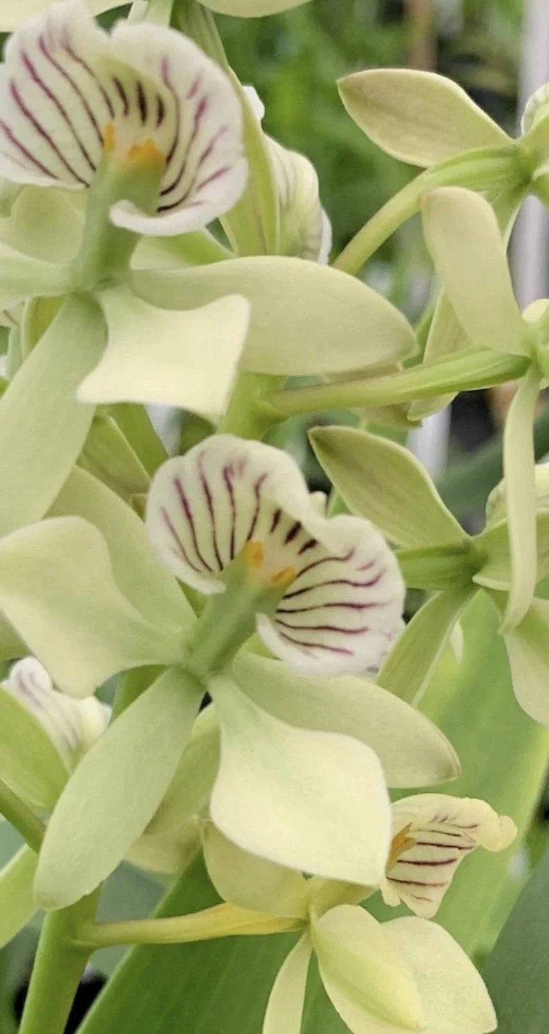 Encyclia Radiata Orchid Plant 4" Pot | Fragrant Tropical Houseplant | Yellow & Purple Blooms