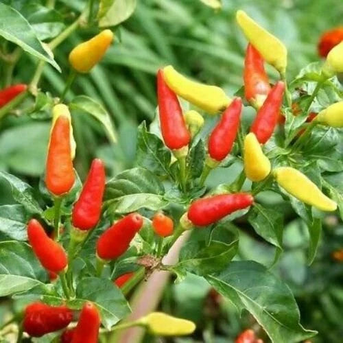 Tabasco Pepper Seeds – Heirloom Non-GMO Hot Pepper Seeds – Capsicum frutescens for Salsas & Hot Sauces