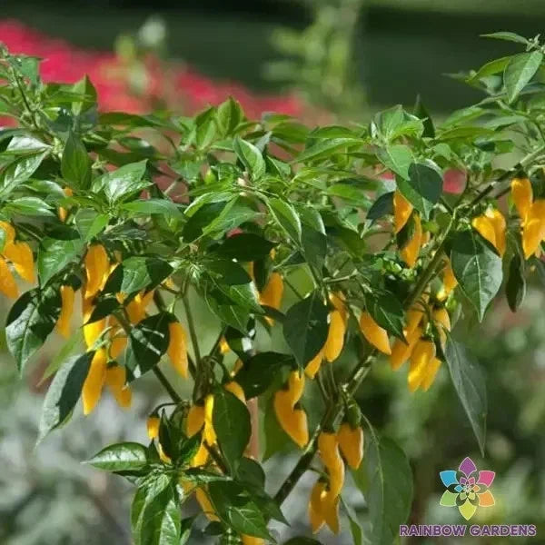 Hot Lemon Zest Pepper Seeds – Capsicum Annuum, Spicy Lemon Flavor, Kitchen Minis, Garden Planting, Non-GMO, USA Free Shipping