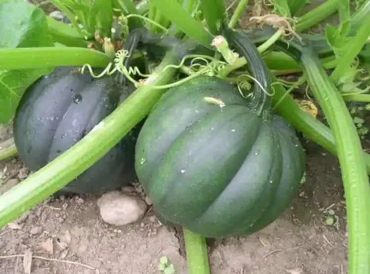 50+ Organic Heirloom Table Queen Acorn Winter Squash Seeds - Non-GMO Cucurbita pepo