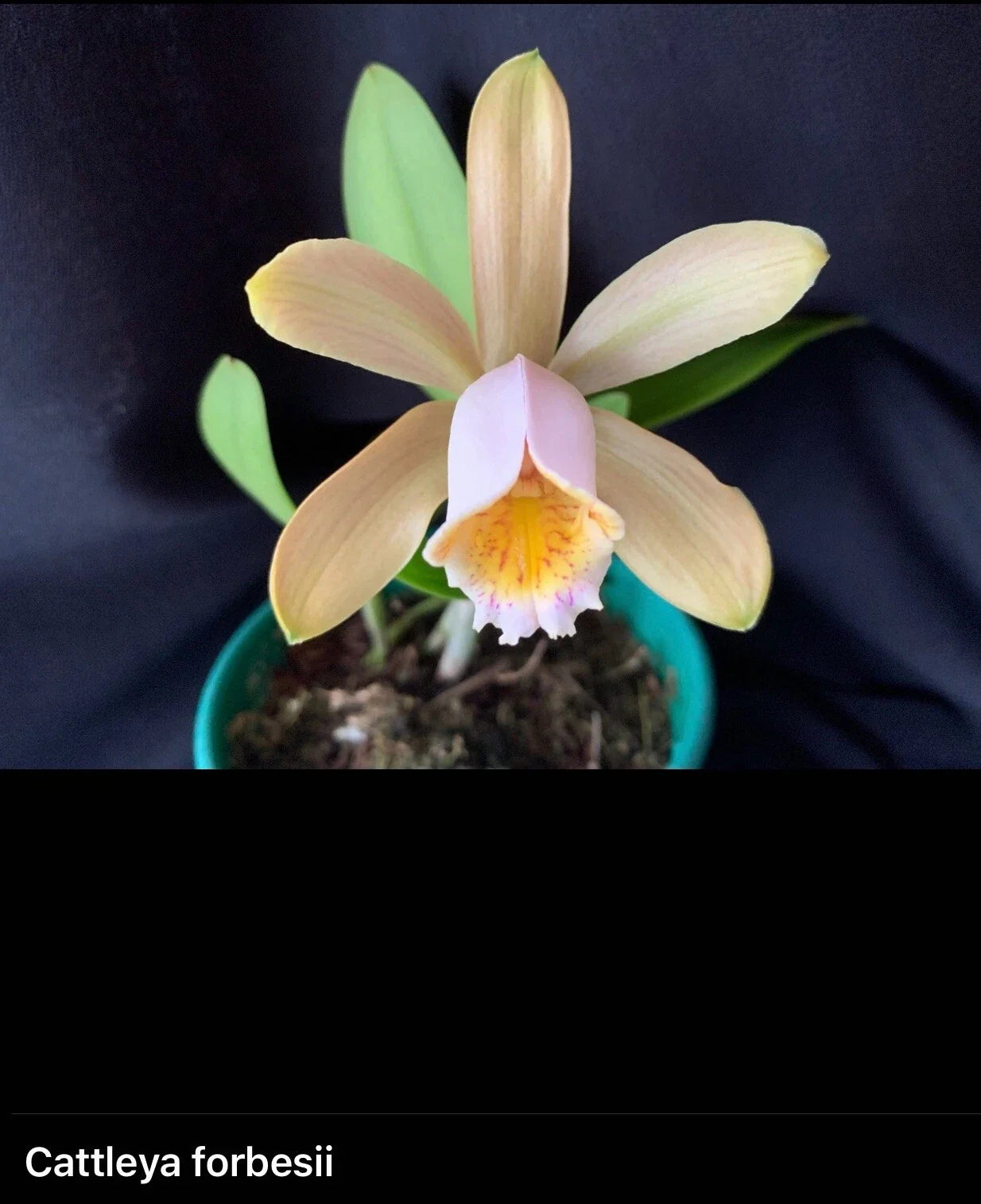 Cattleya Forbesii Orchid Bare Root – Exotic Blooms, Easy Care, Indoor & Outdoor, Central America, Epiphytic Species