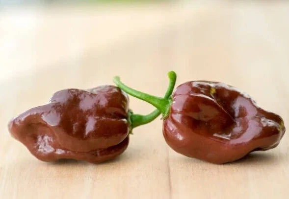 Chocolate Habanero Pepper Seeds – 25 Super-Hot Capsicum chinense for Indoor & Outdoor Gardening