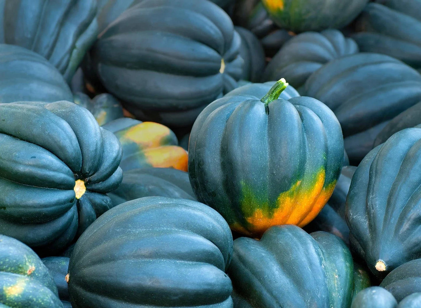 Acorn Squash Seeds - 50+ Premium King Table Variety - Cucurbita pepo - Nutty Flavor for Home Gardening