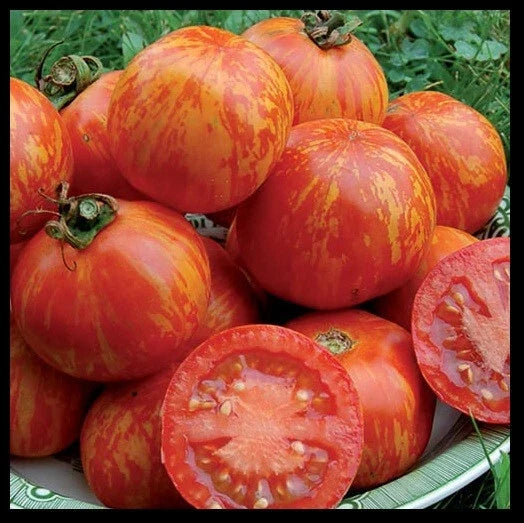 Red Zebra Tomato Seeds - Heirloom Striped Tomato Seeds - Solanum lycopersicum - 10 to 100 Pack for Garden & Container Planting
