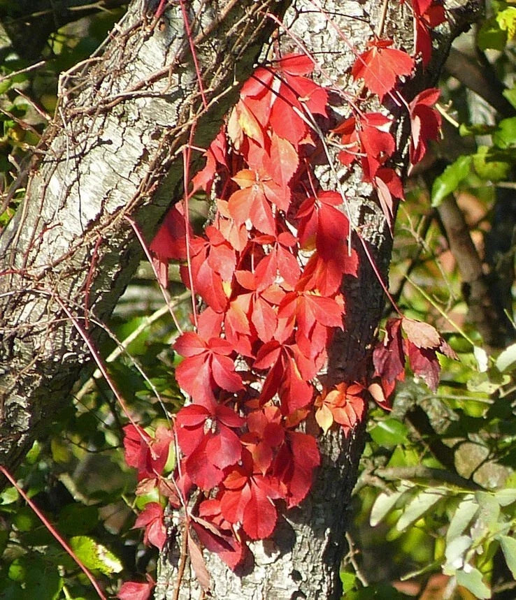 Virginia Creeper Plants - 5 Live Rooted Cuttings, Hardy Ground Cover Vines, Parthenocissus quinquefolia