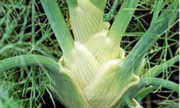 Fennel Seed - 500 Seeds - Florence Fennel Heirloom Non-GMO - Foeniculum vulgare var. dulce