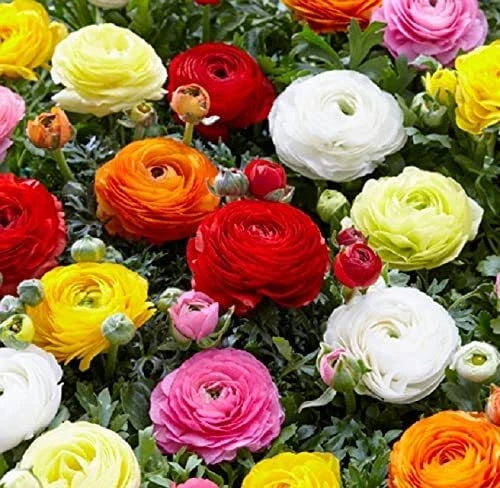 Mixed Peony Ranunculus Bulbs - 12 Large Healthy Bulbs for Garden & Cut Flowers - Ranunculus asiaticus