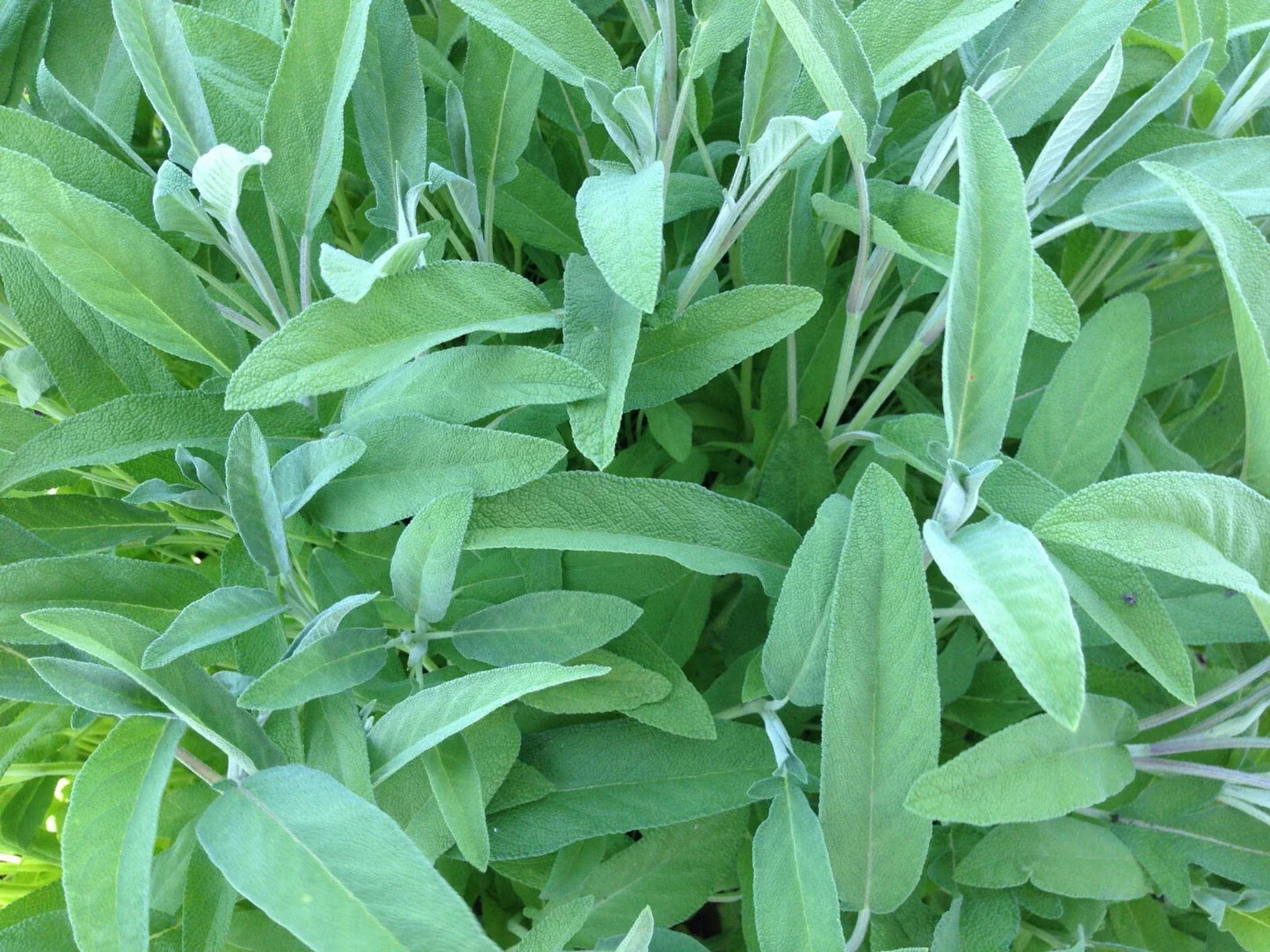 Sage Seeds 50 Ct Non-GMO Broadleaf Herb Garden Perennial Salvia officinalis