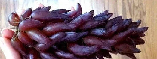 Grape Vine Cuttings - Witch Fingers Variety - Vitis vinifera - 2 Plant Cuttings for Home Garden