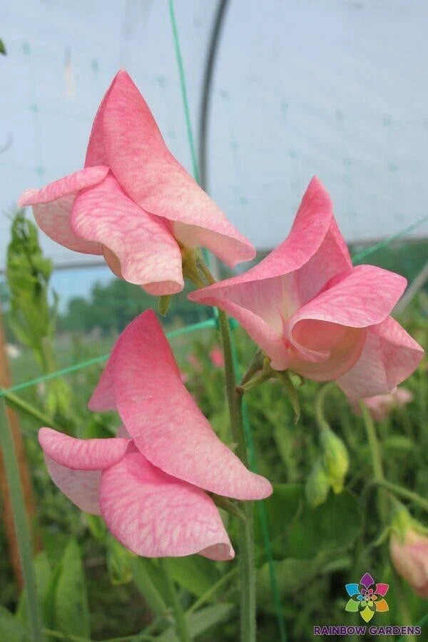 Emily Sweet Pea Seeds - 50+ Premium Garden Seeds for Climbing Vine, Fragrant Pink & White Blooms, Lathyrus odoratus, USA Grown