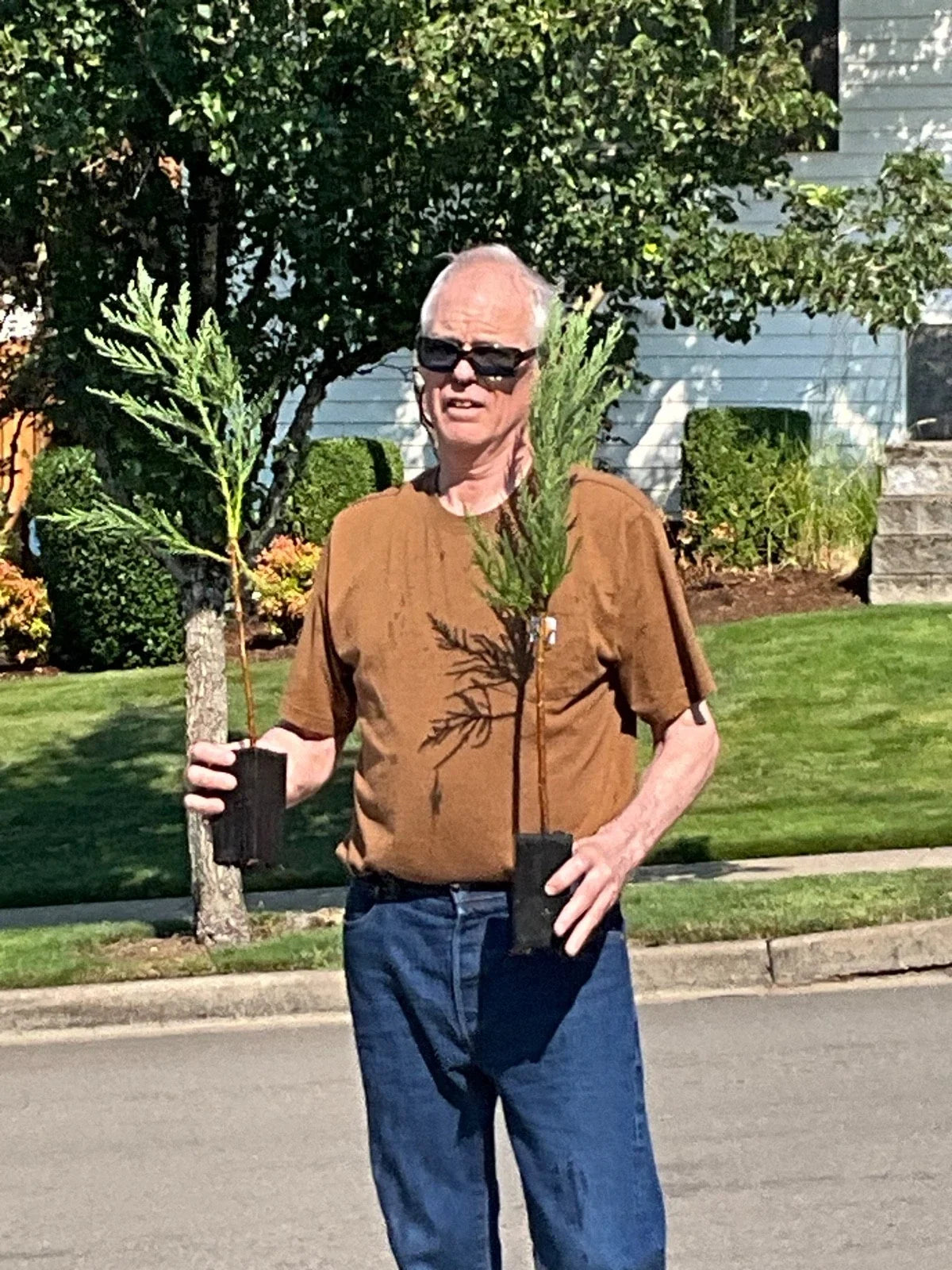 Giant Sequoia Tree Starts – 25 Inch Seedlings – Sequoiadendron giganteum – Landscaping & Garden Plants