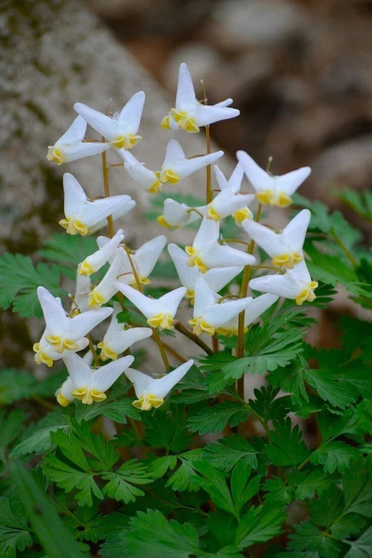 Dutchman Breeches Bulbs Bareroot Dicentra Cucularia Perennial for Shade Garden Planting