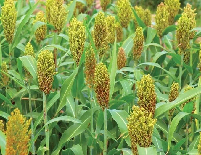 Wild Game Sorghum Seeds for Planting - Premium Milo Seeds, 2 lb, Sorghum bicolor, Wildlife Food Plot, Attracts Deer & Birds
