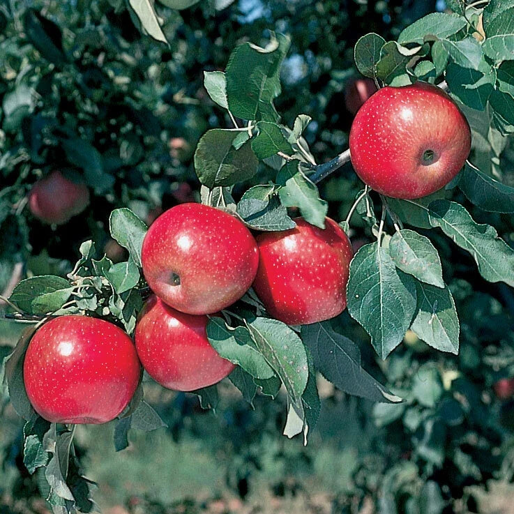 Mixed Apple and Cherry Tree Set – 8 Rooted Apple Trees + 1 Cherry Tree, 2 ft Tall, Fruit Trees for Garden, Backyard, Urban Landscaping
