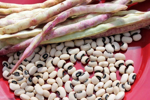 Cowpea Seeds California Blackeye Vigna unguiculata - Fresh Pack for Planting, Nutritious Legume, Drought-Resistant, Easy to Grow