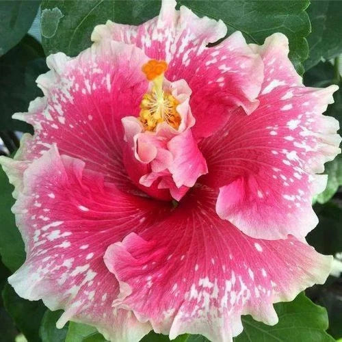 Hibiscus Seeds - 20 Pink White Perennial Flower Seeds - Hibiscus rosa-sinensis for Garden Beds & Containers