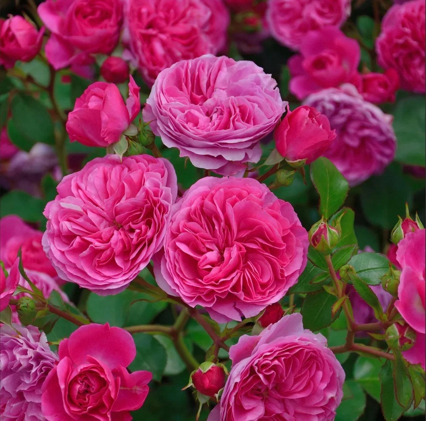 Baronesse Rosa Short Shrub Live Rose Plant 4" Pot Rosa 'Baronesse' Compact Pink Bloom Garden Flower