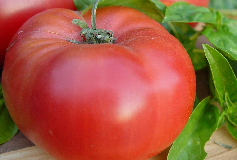 Brandywine Red Tomato Seeds - Heirloom Solanum lycopersicum for Home Gardening - Juicy, Large Fruit, Non-GMO, Open-Pollinated