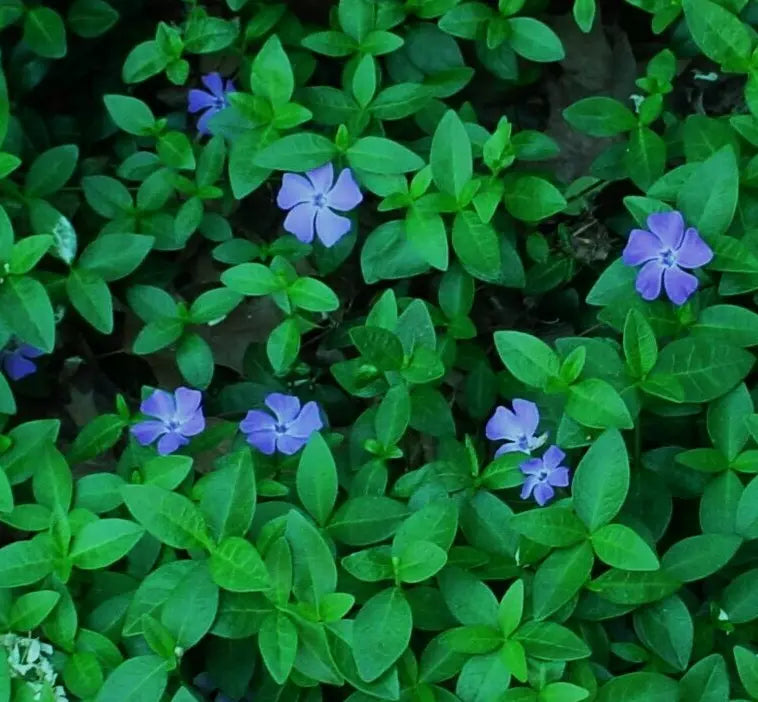 Periwinkle Live Rooted Starter Plants 12-Pack Vinca Minor Creeping Ground Cover, Solid Green Foliage