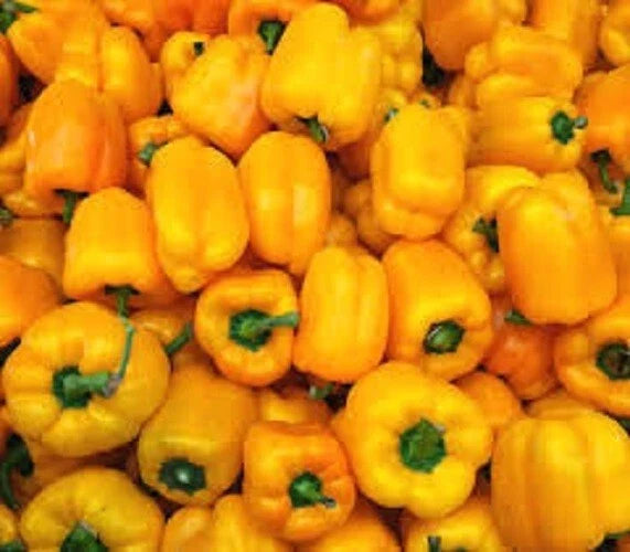 Golden California Wonder Pepper Seeds – Sweet, Vibrant Capsicum annuum, Non-Spicy, Bushy Growth, Full Sun, 25 Seeds Pack