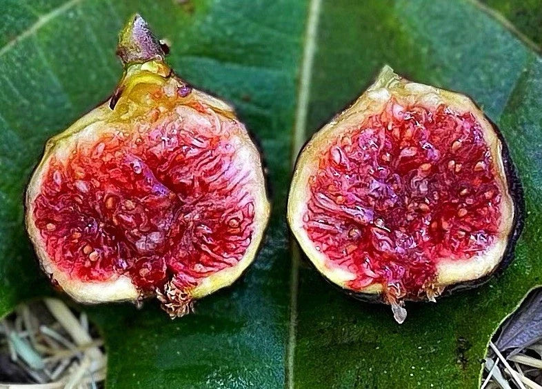 Dwarf Fig Tree Starter Plant - Fignomenal Variety - Ficus carica - Indoor & Outdoor Container Gardening