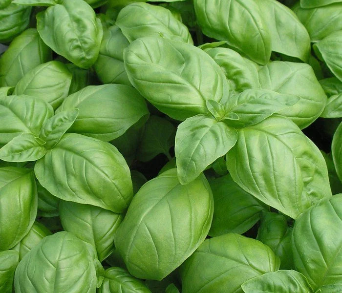 Basil Seed Pack - 500+ Genovese Herb Seeds for Culinary Use - Ocimum basilicum