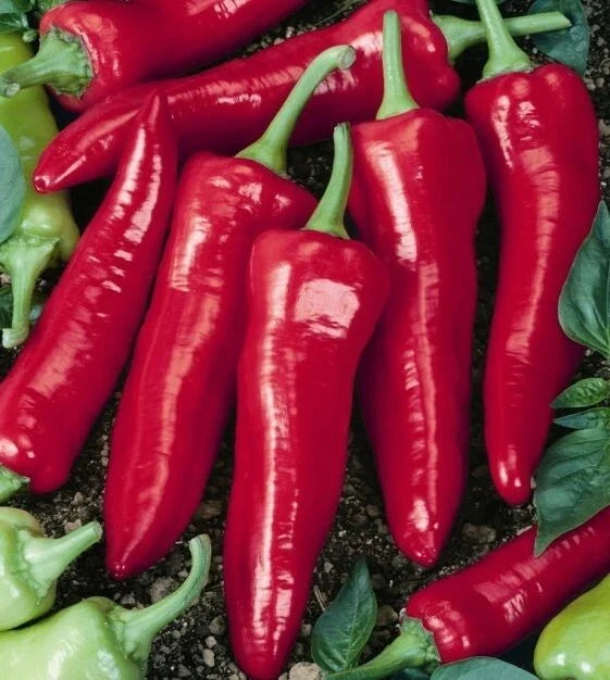 Big Jim Hot Pepper Seeds - Heirloom Capsicum Annuum, Spicy Large Peppers for Gardening, Salsa & Cooking, 25+ Seeds, USA Grown