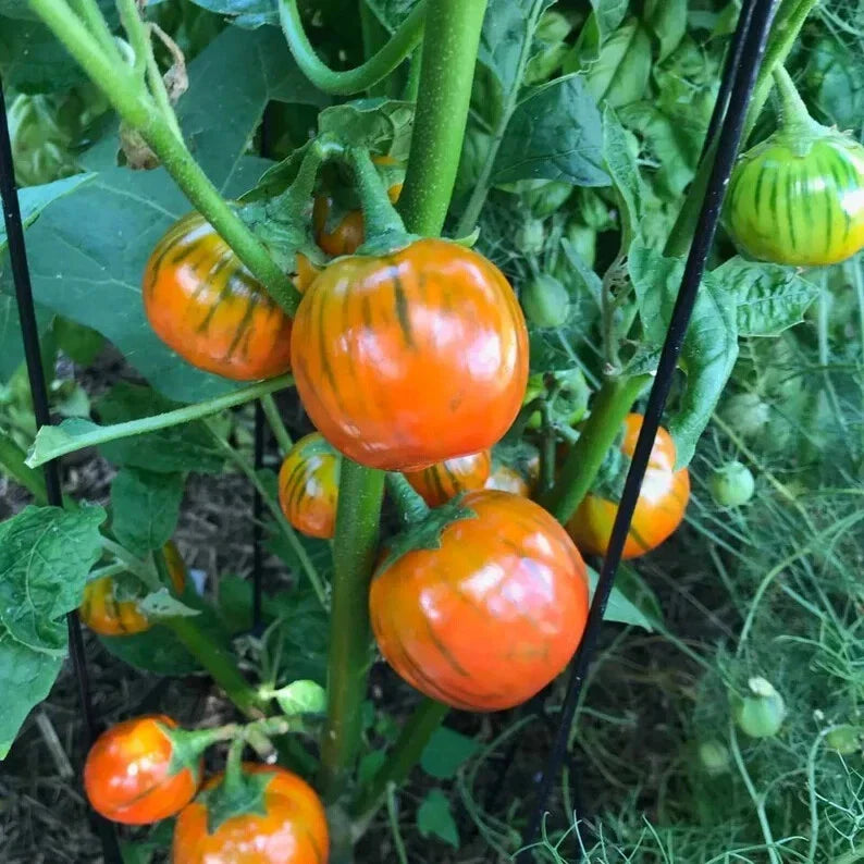 Turkish Orange Eggplant Seeds - 20 Organic Non-GMO Seeds - Solanum melongena - USA Grown