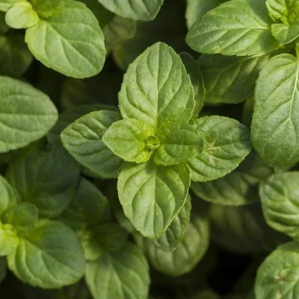 Live Mint Herb Plant - Well-Rooted Plug, Culinary Mentha, Fresh Fragrant Leaves for Cooking & Tea