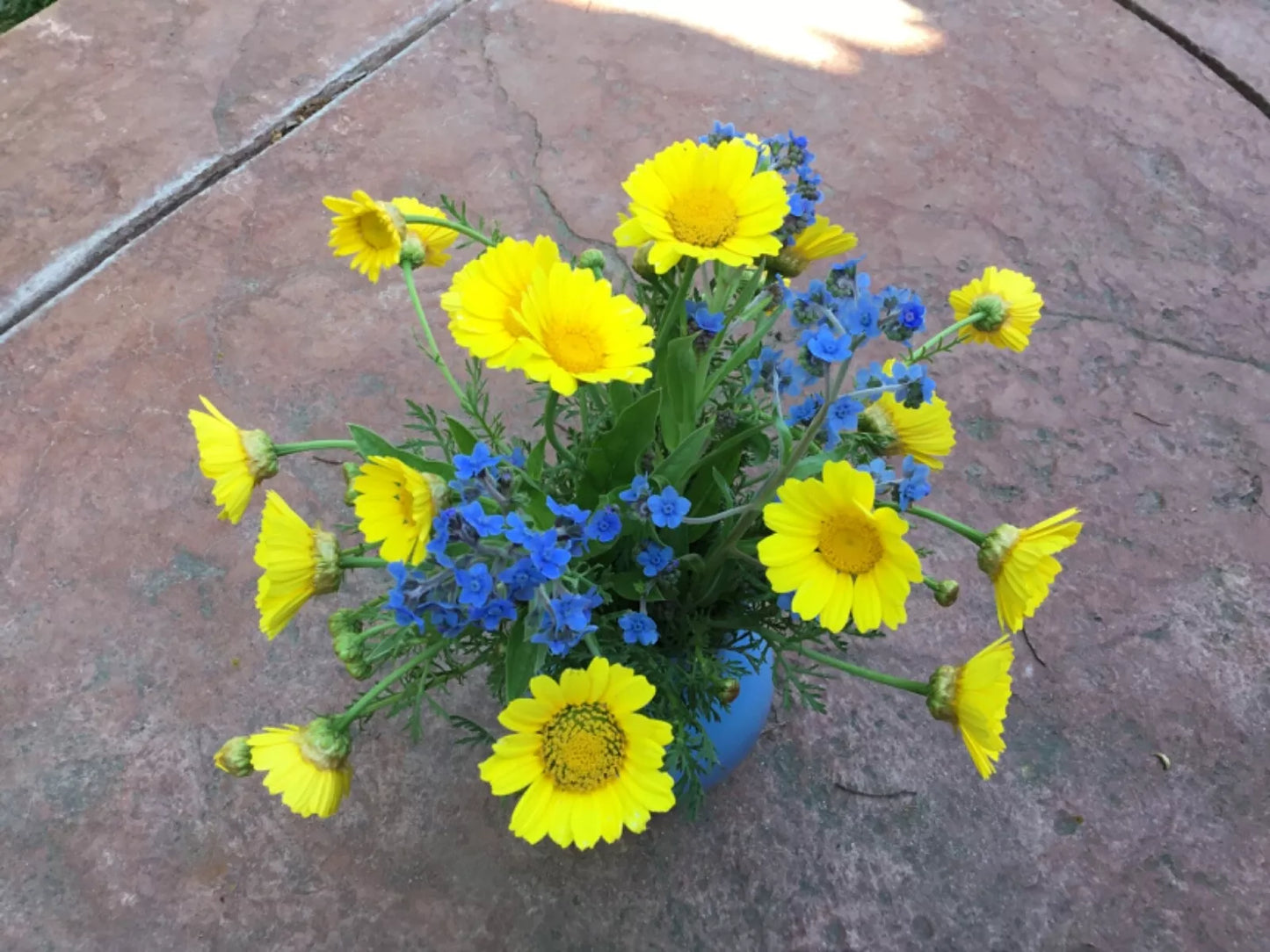 Forget-Me-Not and Daisy Flower Seeds, Blue and Yellow, Ukraine Flag Colors, Myosotis & Bellis perennis, Wildflower Mix
