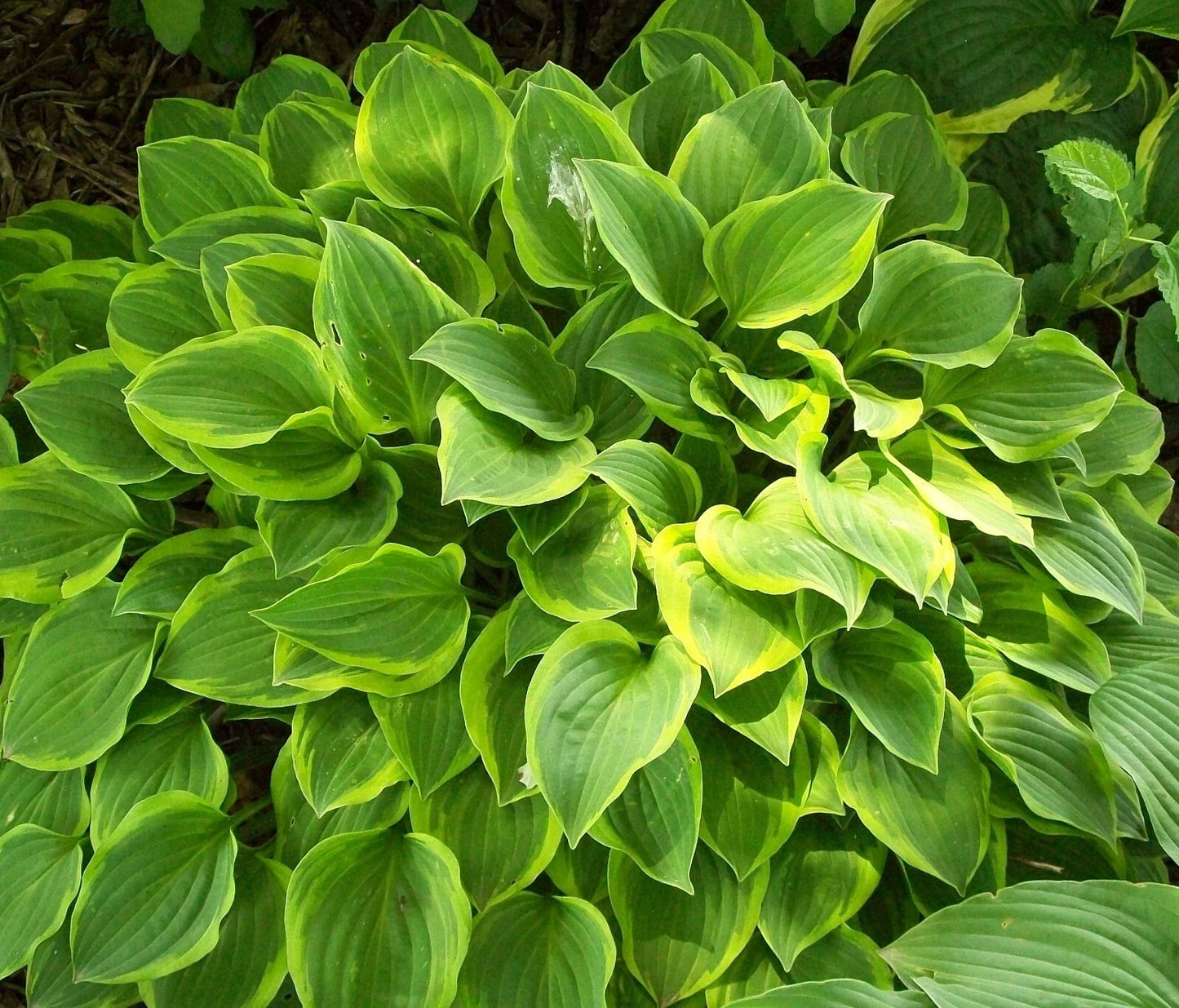 Hosta Golden Tiara Plants Lot of 2 | Gold Foliage Perennial Garden Plants | Hosta hybrid