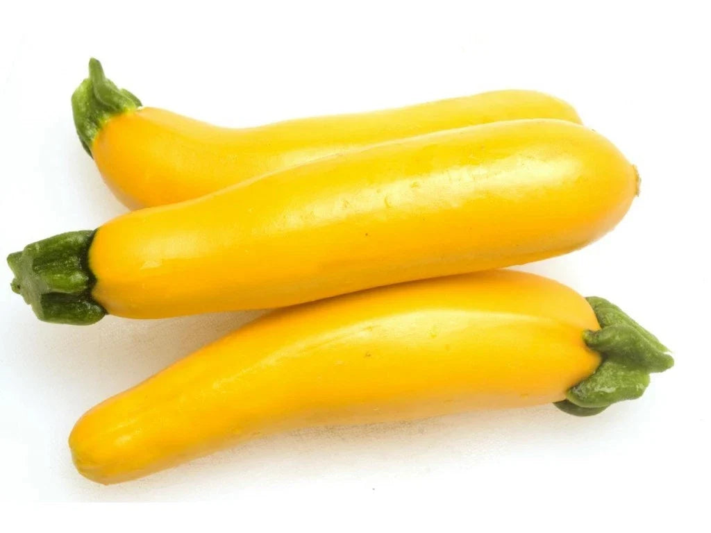 Golden Delight Summer Squash Seeds – Cucurbita pepo, Bush Type, Bright Yellow, Fresh Planting Seeds for Home Garden