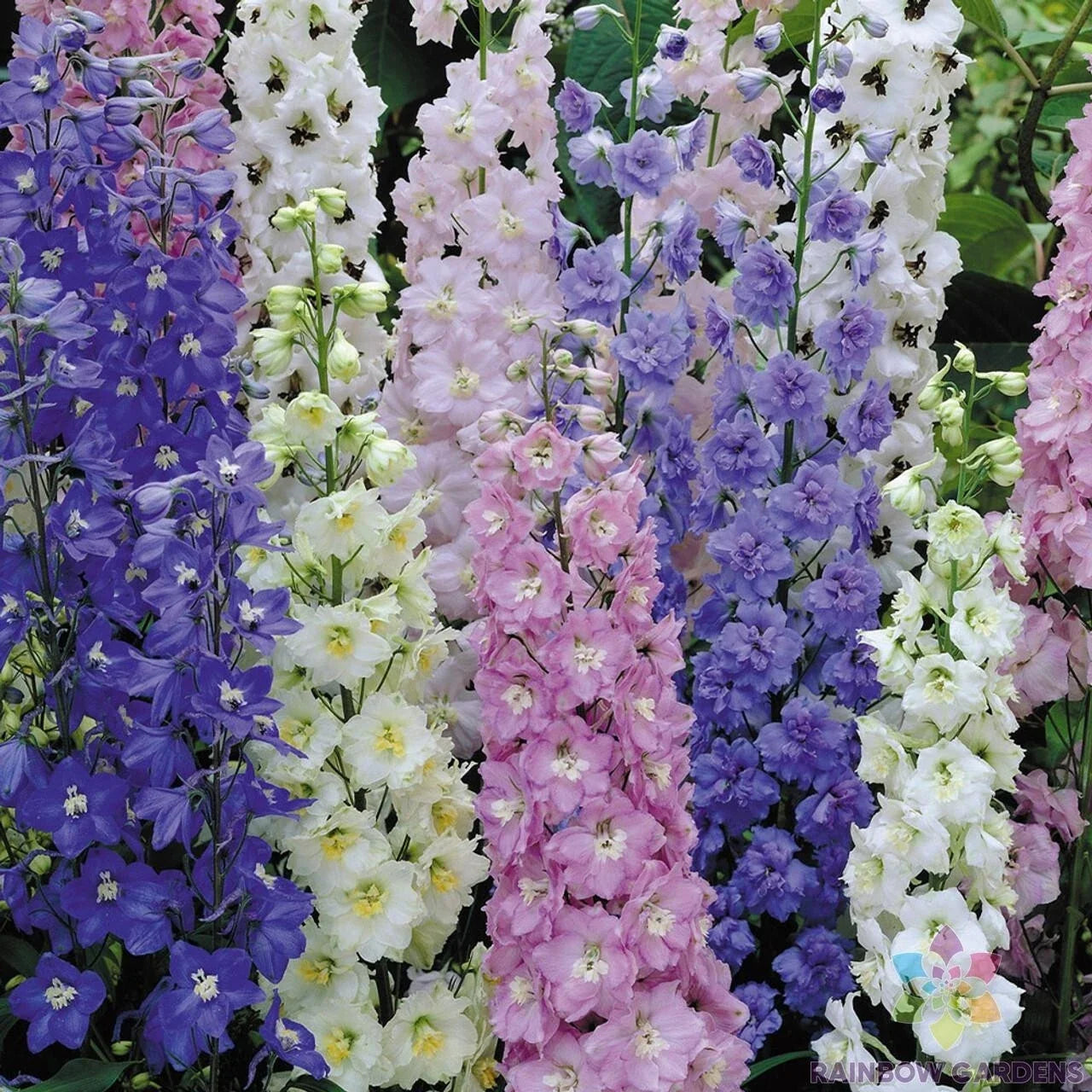 Butterfly Mix Delphinium Seeds - 200+ Seeds for Garden, Colorful Blooms, Delphinium spp.