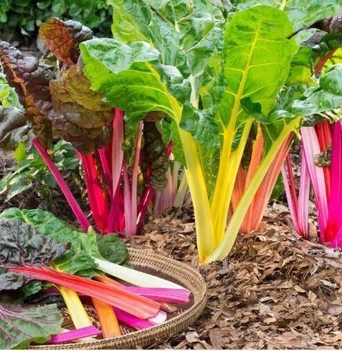 Swiss Chard Microgreens Rainbow Mix - Heirloom Non-GMO Seeds, 50 Count
