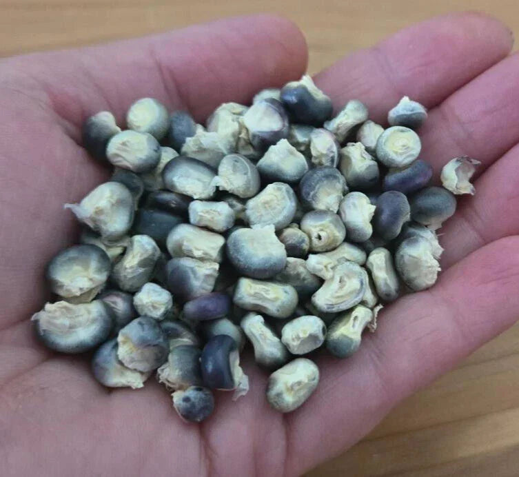 Blue Hopi Corn Seeds | 5 Heirloom Seeds | Florida Grown Zea mays