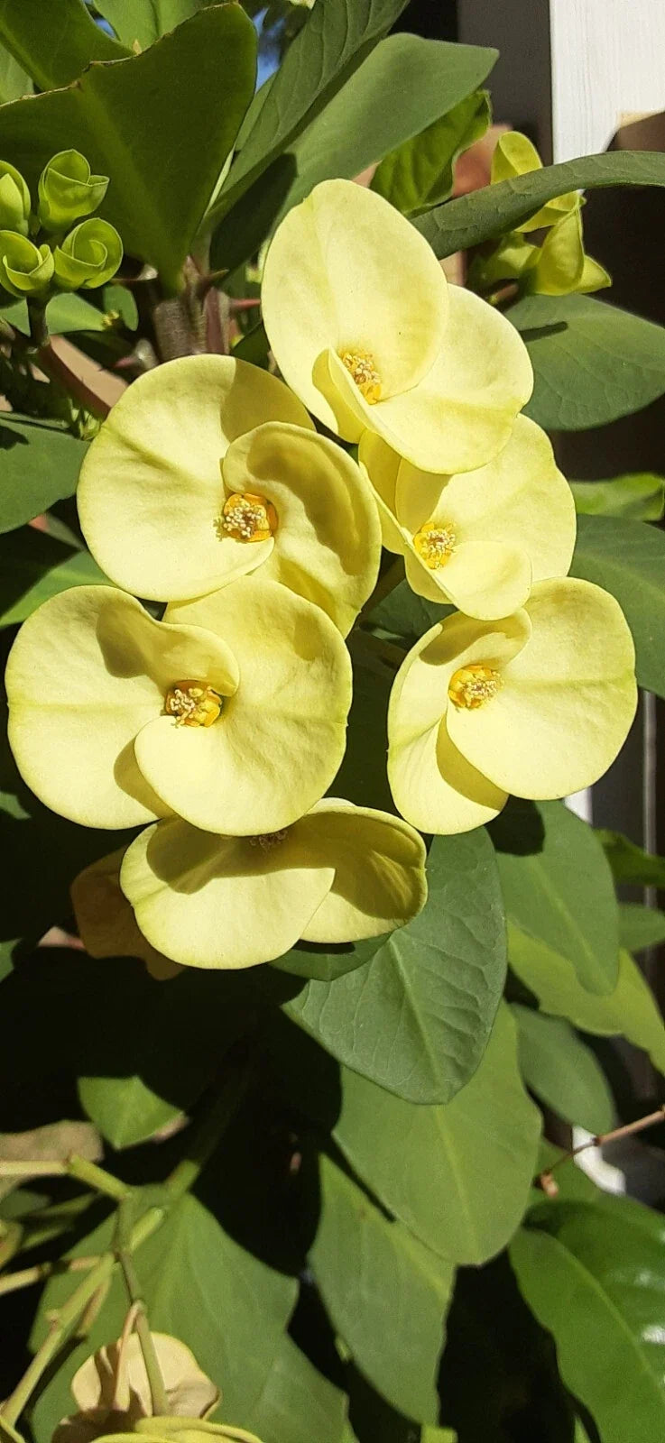 Crown of Thorns Cutting - Light Yellow Euphorbia milii - Indoor/Outdoor Plant Propagation No Roots
