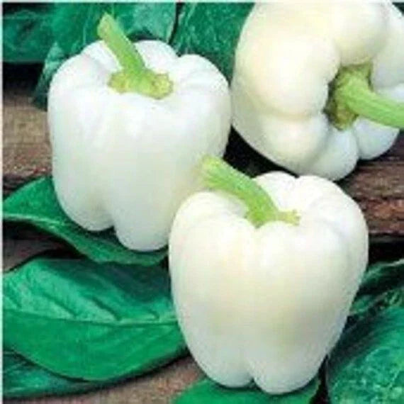 White Bell Pepper Seeds - 30+ Organic Heirloom Non-GMO Capsicum annuum