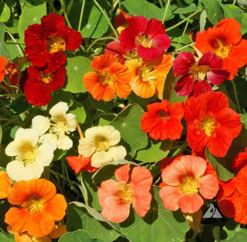 Nasturtium Seeds - TIP TOP Mix Dwarf Vine - Edible Red Orange Flowers - Non-GMO - 25 Seeds Tropaeolum majus