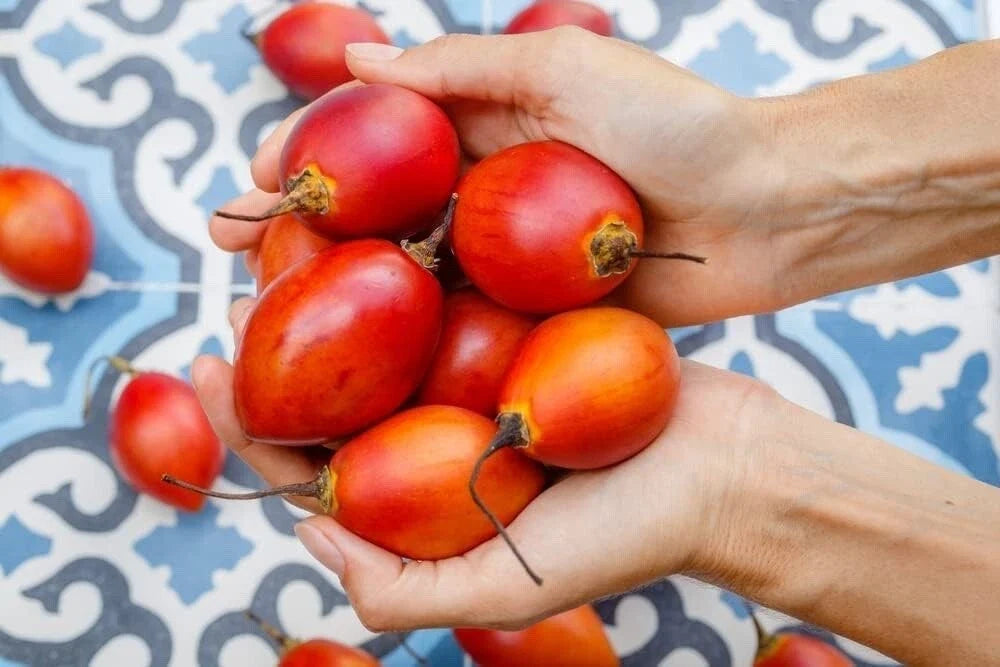 Tree Tomato Seeds - 10 Tamarillo Seeds for Planting - Cyphomandra betacea - Exotic Fruit Garden Starter