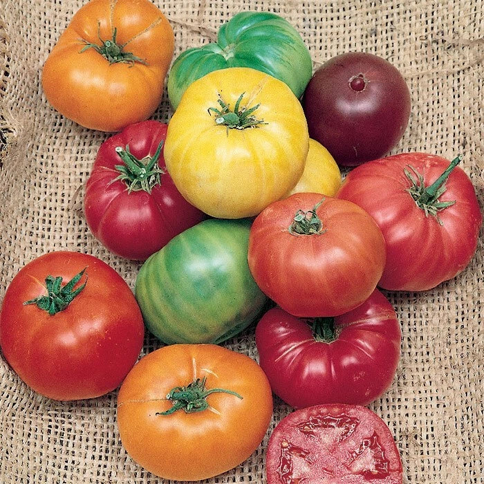 Rainbow Beefsteak Tomato Seeds - 120+ Heirloom Organic Non-GMO Solanum lycopersicum