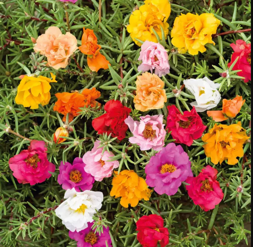 Moss Rose Seeds - Double Mix Portulaca grandiflora, Low-Growing, Pollinator Attracting, 500 Seeds