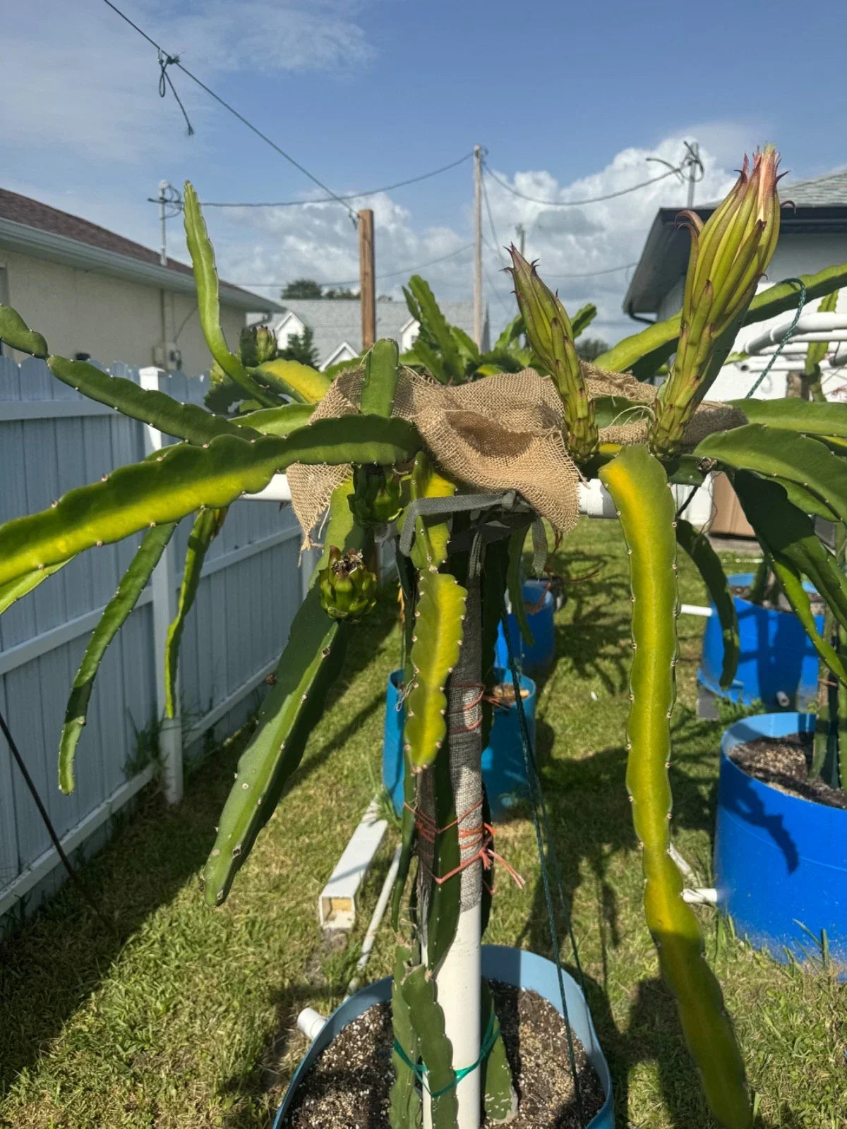Florida Sugar Dragon Pitahaya Cutting 10+ Inches | Hylocereus undatus Fast-Growing Dragon Fruit