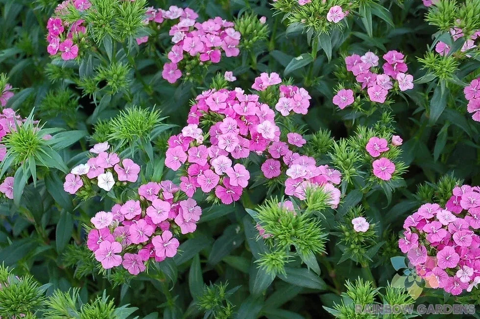 200+ Jolt Pink Magic Mix Carnation Seeds - Dianthus caryophyllus Flower Seeds for Garden, Borders & Containers