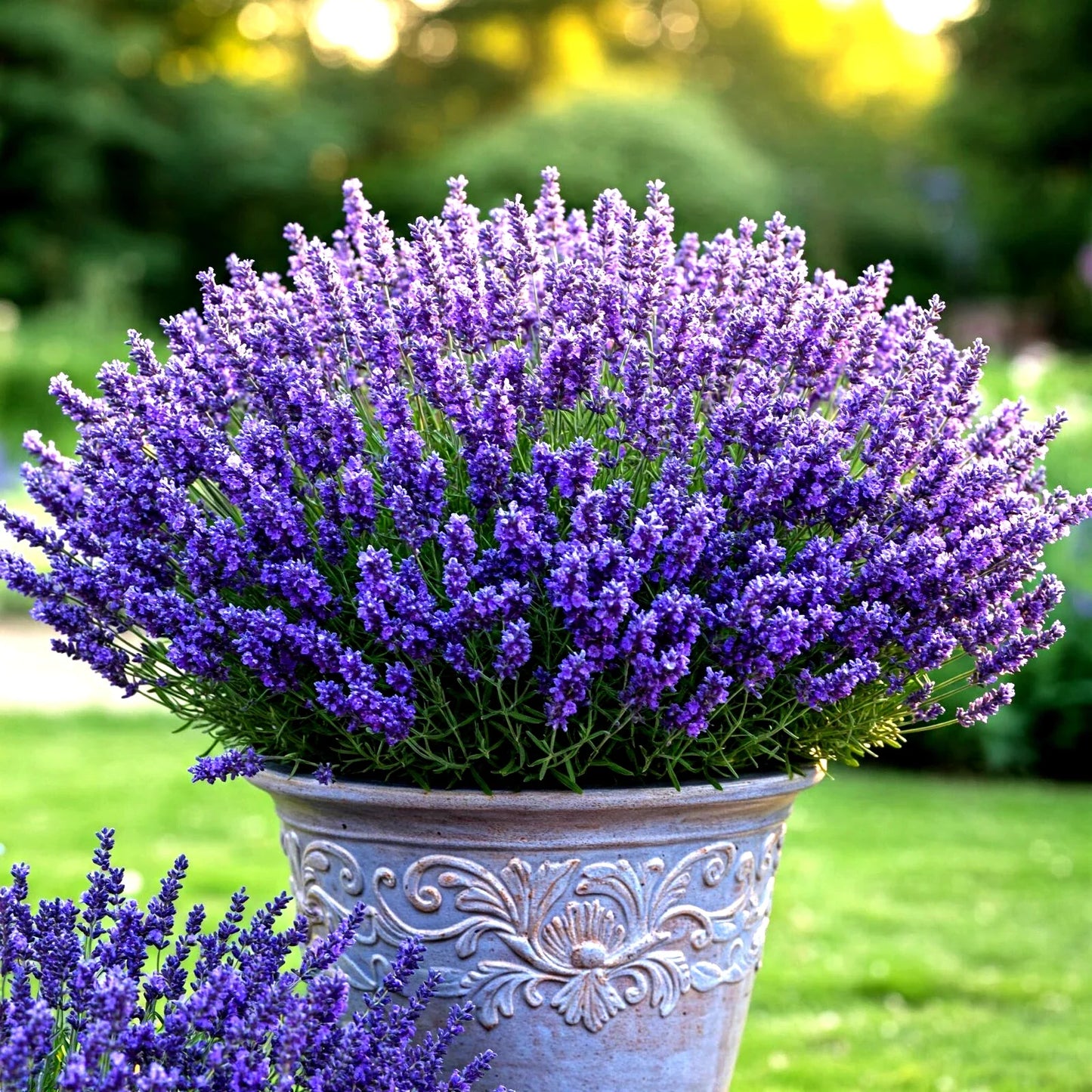 Lavender Vera Seeds - Over 800 Premium Perennial Lavandula angustifolia Seeds for Garden, Mosquito Repellent & Pollinator Attraction